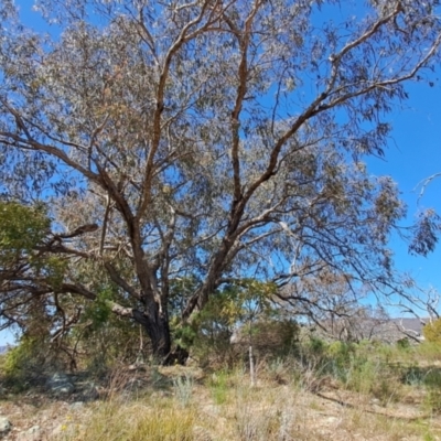 Eucalyptus nortonii (Large-flowered Bundy) at Wanniassa Hill - 30 Sep 2023 by LPadg