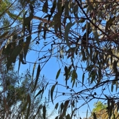 Eucalyptus nortonii at Wanniassa Hill - 30 Sep 2023