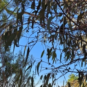 Eucalyptus nortonii at Wanniassa Hill - 30 Sep 2023