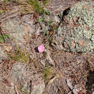 Convolvulus angustissimus subsp. angustissimus at Fadden, ACT - 30 Sep 2023 12:42 PM