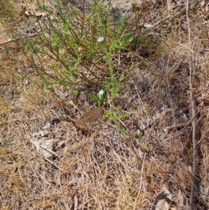 Vittadinia cuneata var. cuneata at Fadden, ACT - 30 Sep 2023 12:38 PM