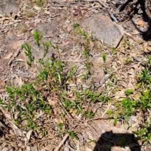 Billardiera heterophylla at Fadden, ACT - 30 Sep 2023