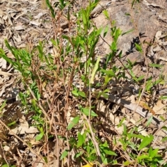 Billardiera heterophylla at Fadden, ACT - 30 Sep 2023