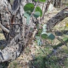 Eucalyptus nortonii (Mealy Bundy) at Fadden, ACT - 30 Sep 2023 by LPadg