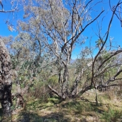 Eucalyptus nortonii at Wanniassa Hill - 30 Sep 2023 12:24 PM