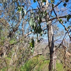 Eucalyptus nortonii at Wanniassa Hill - 30 Sep 2023