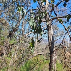 Eucalyptus nortonii at Fadden, ACT - 30 Sep 2023