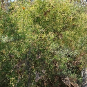 Clematis leptophylla at Fadden, ACT - 30 Sep 2023