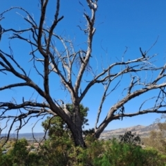 Eucalyptus (genus) (A Gum Tree) at Macarthur, ACT - 30 Sep 2023 by LPadg