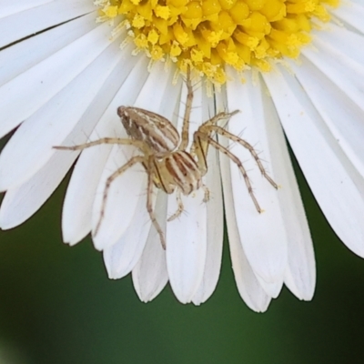 Oxyopes sp. (genus) (Lynx spider) at Wodonga - 30 Sep 2023 by KylieWaldon