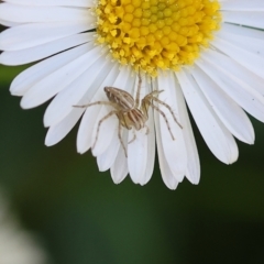 Oxyopes sp. (genus) at Wodonga - 30 Sep 2023 01:05 PM