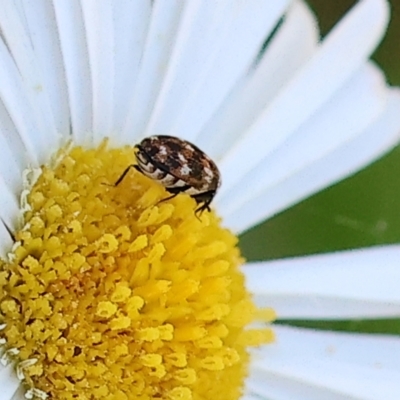 Anthrenus verbasci (Varied or Variegated Carpet Beetle) at Wodonga - 30 Sep 2023 by KylieWaldon