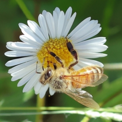 Unidentified Bee (Hymenoptera, Apiformes) at Wodonga, VIC - 30 Sep 2023 by KylieWaldon