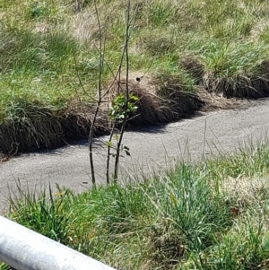 Malurus cyaneus at Belconnen, ACT - 30 Sep 2023