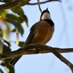 Pachycephala rufiventris at Belconnen, ACT - 30 Sep 2023