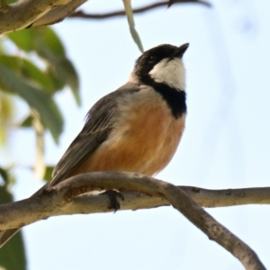 Pachycephala rufiventris at Belconnen, ACT - 30 Sep 2023