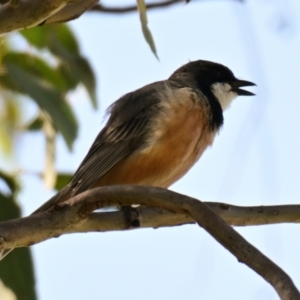 Pachycephala rufiventris at Belconnen, ACT - 30 Sep 2023