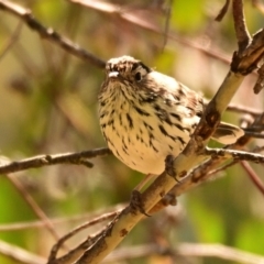 Pyrrholaemus sagittatus (Speckled Warbler) at The Pinnacle - 30 Sep 2023 by Thurstan