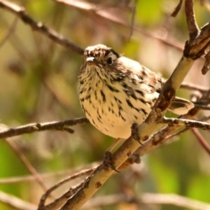 Pyrrholaemus sagittatus at Hawker, ACT - 30 Sep 2023