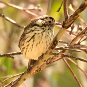 Pyrrholaemus sagittatus at Hawker, ACT - 30 Sep 2023