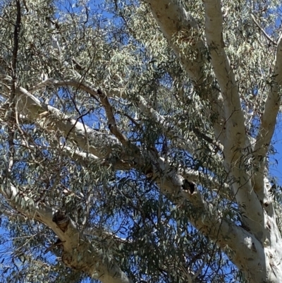 Callocephalon fimbriatum (Gang-gang Cockatoo) at Acton, ACT - 30 Sep 2023 by JT1997