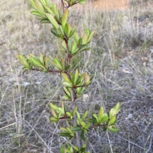 Pyracantha fortuneana at Hackett, ACT - 28 Sep 2023