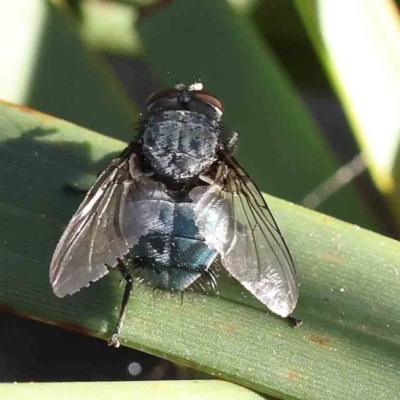 Calliphora vicina (European bluebottle) at Bruce Ridge - 21 Sep 2023 by ConBoekel