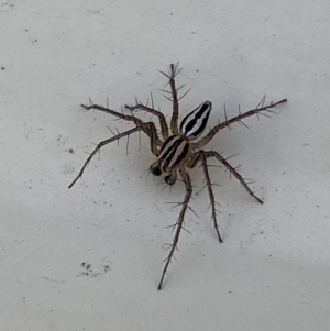 Oxyopes gracilipes at Jerrabomberra, NSW - 30 Sep 2023