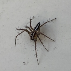 Oxyopes gracilipes at Jerrabomberra, NSW - 30 Sep 2023