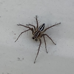 Oxyopes gracilipes at Jerrabomberra, NSW - suppressed