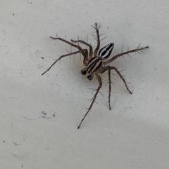 Oxyopes gracilipes at Jerrabomberra, NSW - suppressed