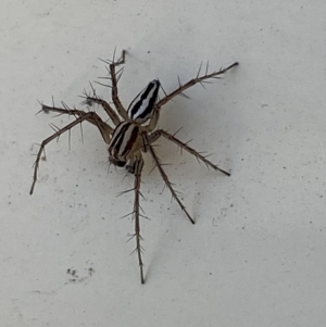 Oxyopes gracilipes at Jerrabomberra, NSW - suppressed