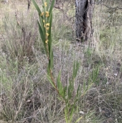 Acacia longifolia subsp. longifolia (sallow or Sydney golden wattle) at Hackett, ACT - 28 Sep 2023 by waltraud