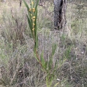 Acacia longifolia subsp. longifolia at Hackett, ACT - 28 Sep 2023 06:08 PM