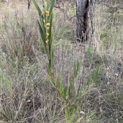 Acacia longifolia subsp. longifolia (sallow or Sydney golden wattle) at Hackett, ACT - 28 Sep 2023 by waltraud