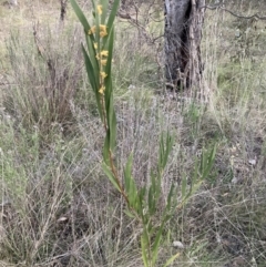 Acacia longifolia subsp. longifolia (Sydney Golden Wattle) at Hackett, ACT - 28 Sep 2023 by waltraud