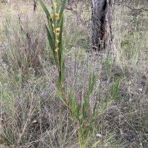 Acacia longifolia subsp. longifolia at Hackett, ACT - 28 Sep 2023