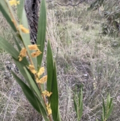 Acacia longifolia subsp. longifolia at Hackett, ACT - 28 Sep 2023 06:08 PM