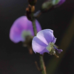 Glycine clandestina (Twining Glycine) at Bruce Ridge to Gossan Hill - 21 Sep 2023 by ConBoekel