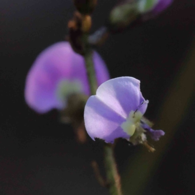 Glycine clandestina (Twining Glycine) at Bruce Ridge to Gossan Hill - 21 Sep 2023 by ConBoekel