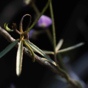 Glycine clandestina at Bruce, ACT - 22 Sep 2023 09:14 AM