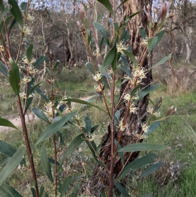 Hakea salicifolia subsp. salicifolia (Willow-leaved Hakea) at Mount Majura - 28 Sep 2023 by waltraud