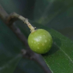 Olea europaea subsp. cuspidata (African Olive) at Bruce, ACT - 21 Sep 2023 by ConBoekel