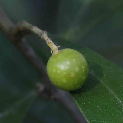 Olea europaea subsp. cuspidata (African Olive) at Bruce Ridge - 21 Sep 2023 by ConBoekel