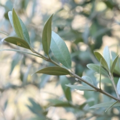 Olea europaea subsp. cuspidata at Bruce, ACT - 22 Sep 2023 09:16 AM