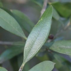 Olea europaea subsp. cuspidata at Bruce, ACT - 22 Sep 2023 09:16 AM