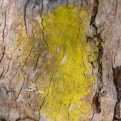 Chrysothrix sp. (genus) (A gold dust lichen) at Bruce Ridge - 21 Sep 2023 by ConBoekel