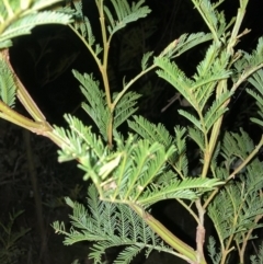 Acacia decurrens (Green Wattle) at Mount Majura - 28 Sep 2023 by waltraud
