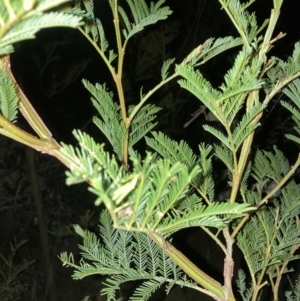 Acacia decurrens at Hackett, ACT - 28 Sep 2023