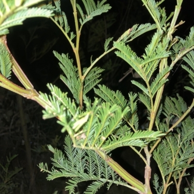 Acacia decurrens (Green Wattle) at Mount Majura - 28 Sep 2023 by waltraud